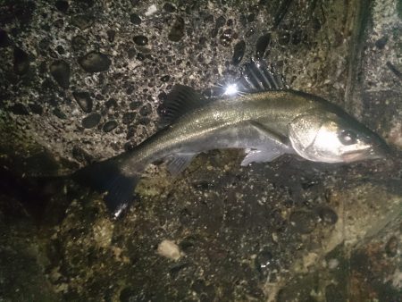 石津にてシーバス釣行